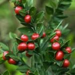 Butchers Broom